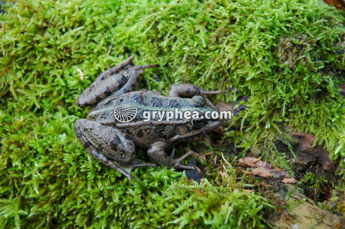 Grenouille - gryphea.com